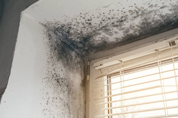 Trusted Crawl Space Mold Removal service in Burlington, NJ - Cheap Mold Removal